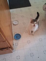 Lost Male Cat last seen Lake hse road, Naples, ME 04055