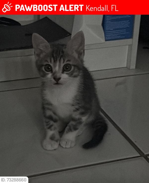 Lost Male Cat last seen Bridgeprep Academy South, Publix, Kendall, FL 33176