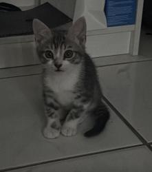 Lost Male Cat last seen Bridgeprep Academy South, Publix, Kendall, FL 33176
