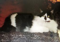 Reunited Female Cat last seen Sulphur and Devonshire, St. Louis, MO 63109