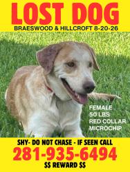 Reunited Female Dog last seen Braesheather between Albury and Braewick; near Braeswood and Hillcroft, Houston, TX 77096