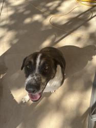 Found/Stray Male Dog last seen By Dollar General Old Colony Line Rd, Lockhart, TX 78644
