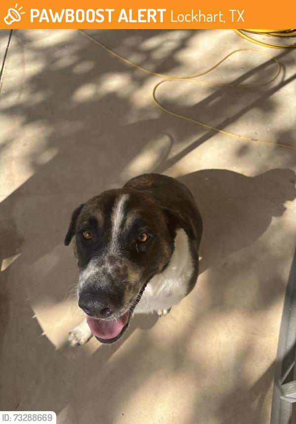 Found/Stray Male Dog last seen By Dollar General Old Colony Line Rd, Lockhart, TX 78644