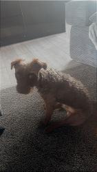 Lost Male Dog last seen Cowrakes park Whiston Rotherham, Whiston, England 
