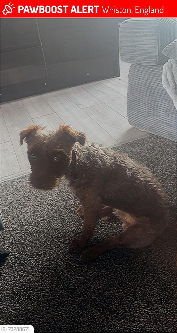 Lost Male Dog last seen Cowrakes park Whiston Rotherham, Whiston, England 