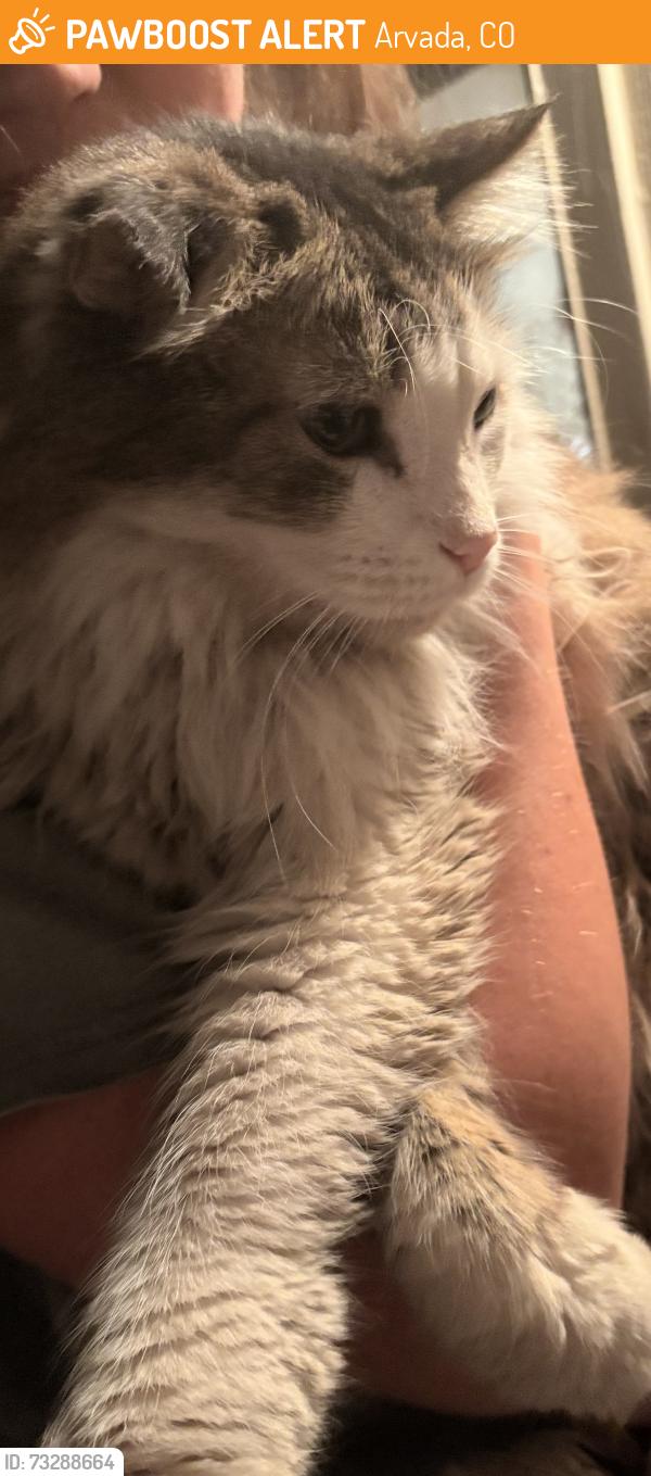 Found/Stray Male Cat last seen 62nd and Dudley, Arvada, CO 80004