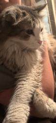 Found/Stray Male Cat last seen 62nd and Dudley, Arvada, CO 80004