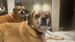 Reunited Female Dog last seen Near Jerusalem Ave & 135, Seaford, NY 11783
