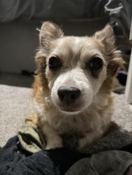 Reunited Male Dog last seen Military road and Schaefer school hse, Stroudsburg, PA 18360