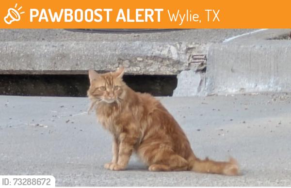 Found/Stray Unknown Cat last seen N Winding Oaks and Ann, Wylie, TX 75098