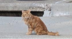 Found/Stray Unknown Cat last seen N Winding Oaks and Ann, Wylie, TX 75098
