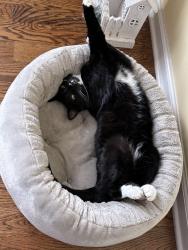 Lost Male Cat last seen Lebanon Road and Kendrick Creek Road, Colonial Heights, TN 37663