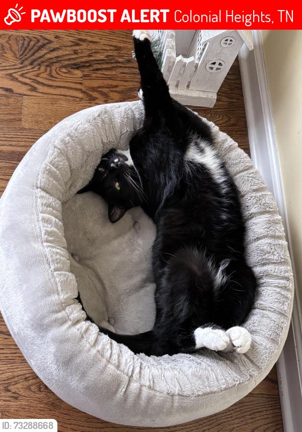 Lost Male Cat last seen Lebanon Road and Kendrick Creek Road, Colonial Heights, TN 37663