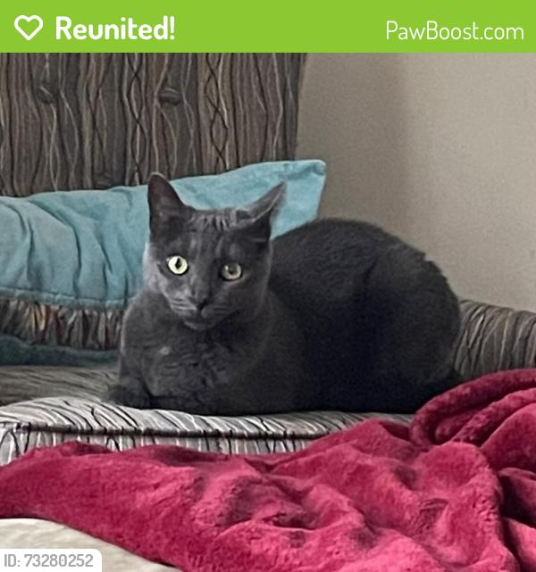Reunited Female Cat last seen Centre St & Boylston St, Boston, MA 02130
