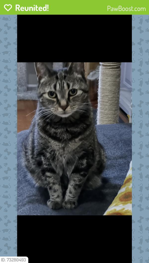 Reunited Female Cat last seen Constitution, Bensalem, PA 19020