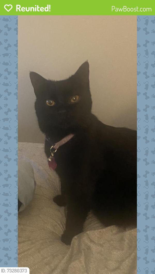 Reunited Female Cat last seen Pigeon Pass Ironwood, Moreno Valley, CA 92557