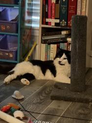 Lost Male Cat last seen Ray rd and Lynn rd, Raleigh, NC 27613