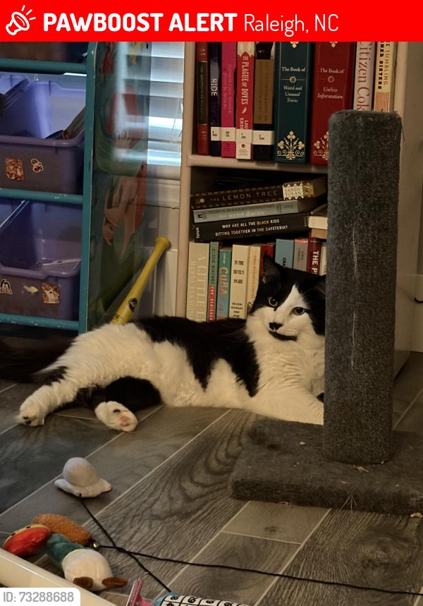 Lost Male Cat last seen Ray rd and Lynn rd, Raleigh, NC 27613
