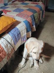 Found/Stray Female Dog last seen East Henderson & Wilhite Street at The Bridge Food Bank, Cleburne, TX 76031