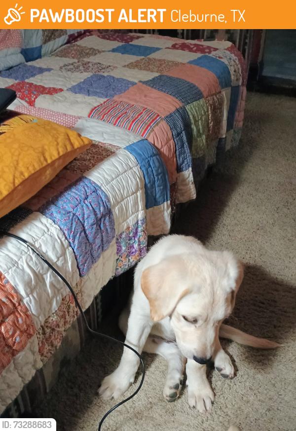 Found/Stray Female Dog last seen East Henderson & Wilhite Street at The Bridge Food Bank, Cleburne, TX 76031
