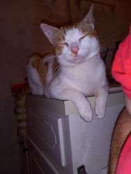 Lost Male Cat last seen Oak Haven Rd, Hope Mills, NC 28348