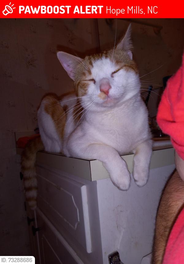 Lost Male Cat last seen Oak Haven Rd, Hope Mills, NC 28348