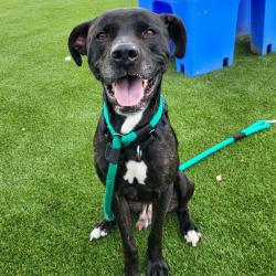 Shelter Stray Male Dog last seen , Animal Care & Control Team of Philly, 111 W Hunting Park Ave, Philadelphia, PA 19140, USA