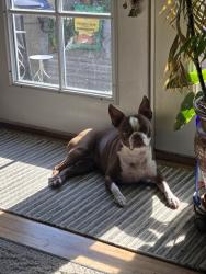 Lost Female Dog last seen 76th and Upham, Near Hackberry Hill elementary school, Westminster, CO 80003