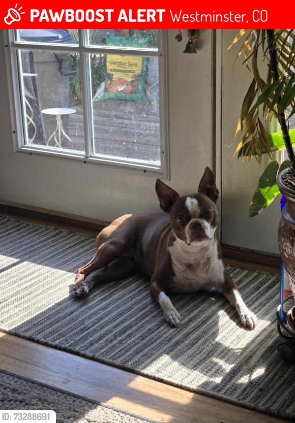 Lost Female Dog last seen 76th and Upham, Near Hackberry Hill elementary school, Westminster, CO 80003