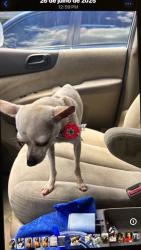 Lost Female Dog last seen Near Bonnie burn Rd, Goose Creek, SC 29445