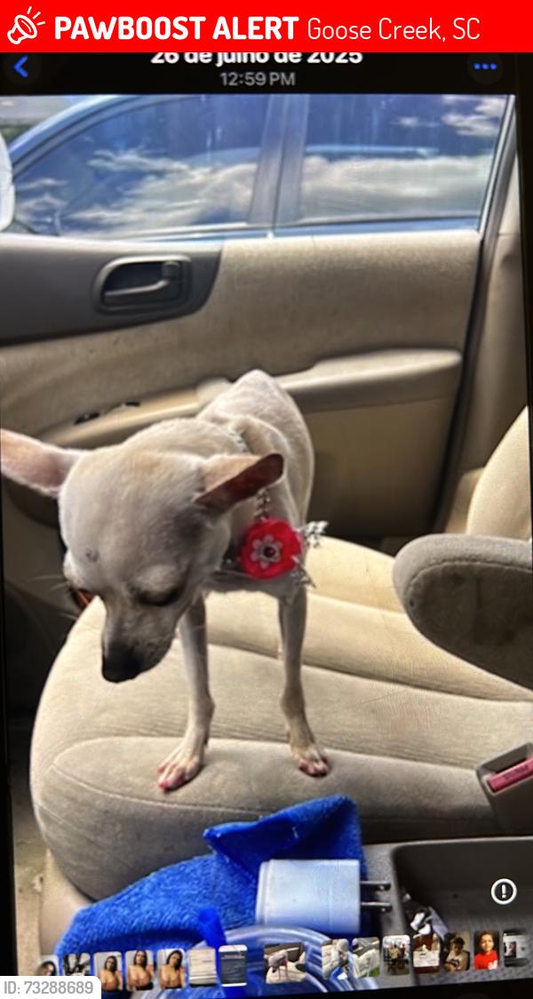 Lost Female Dog last seen Near Bonnie burn Rd, Goose Creek, SC 29445