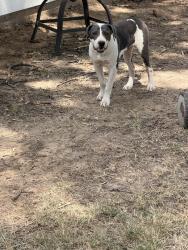 Found/Stray Male Dog last seen Corner. Across from church, Memphis, TN 38141
