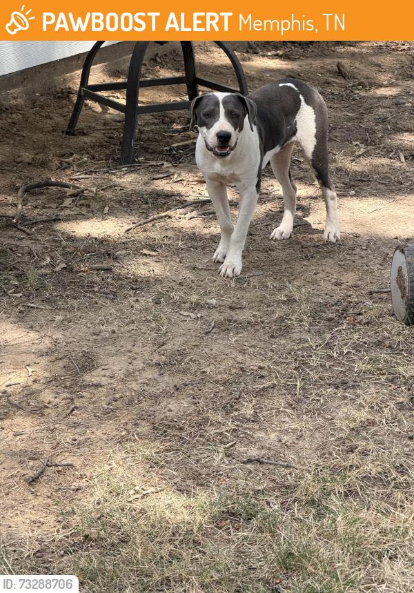 Found/Stray Male Dog last seen Corner. Across from church, Memphis, TN 38141