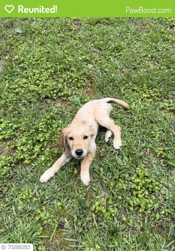 Reunited Male Dog last seen Claude Brewer rd, Loganville, GA 30052