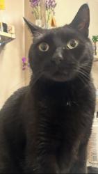 Lost Male Cat last seen Conow, Corte Madera, CA 94925