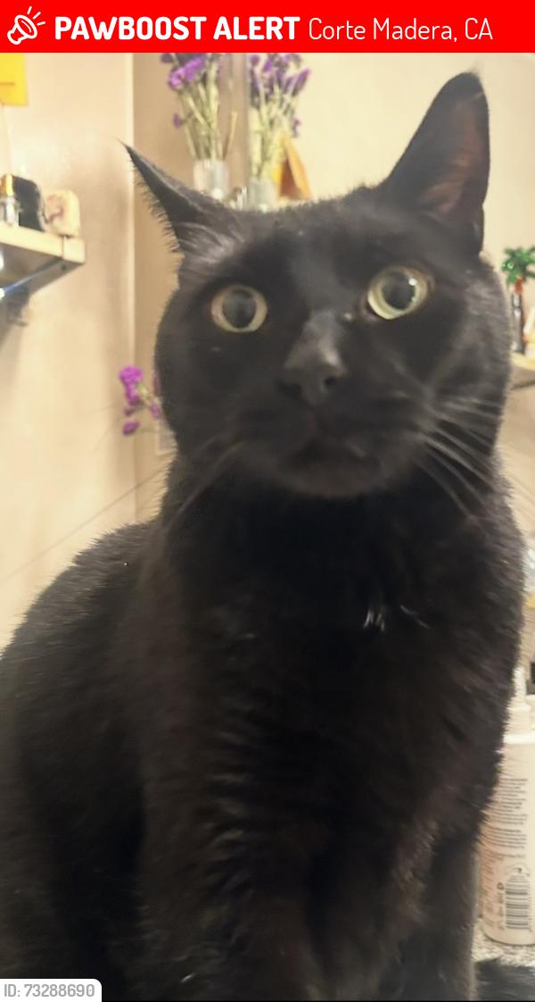 Lost Male Cat last seen Conow, Corte Madera, CA 94925
