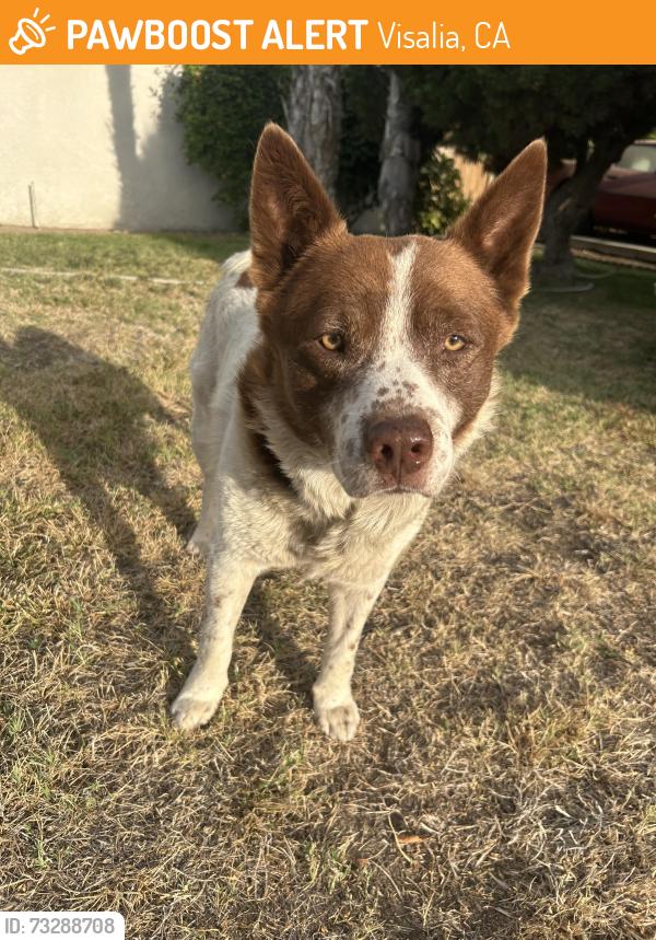 Found/Stray Male Dog last seen Caldwell and mooney, Visalia, CA 93277
