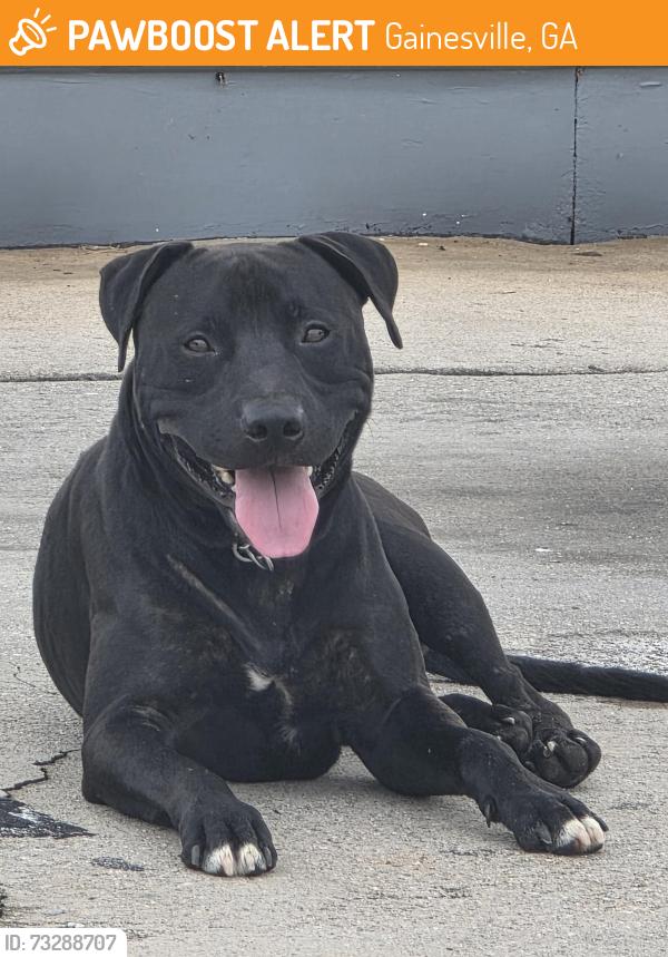 Found/Stray Male Dog last seen Citgo gas station, Gainesville, GA 30506
