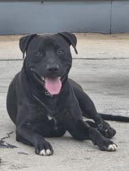 Found/Stray Male Dog last seen Citgo gas station, Gainesville, GA 30506