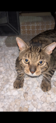 Found/Stray Unknown Cat last seen in my yard by the field, Hollywood, FL 33020