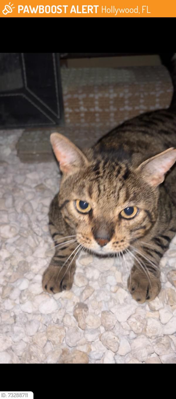 Found/Stray Unknown Cat last seen in my yard by the field, Hollywood, FL 33020