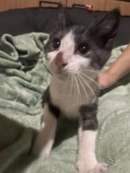 Lost Male Cat last seen Pacheco pass hwy, Hollister, ca, Hollister, CA 95023