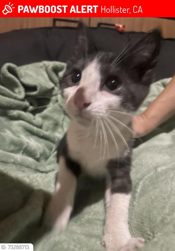 Lost Male Cat last seen Pacheco pass hwy, Hollister, ca, Hollister, CA 95023
