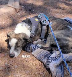Reunited Male Dog last seen E Caliente Dr and E Tejon Dr, Fountain Hills, AZ 85268