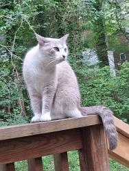 Lost Female Cat last seen Sleepy Creek Dr, Athens GA, Athens, GA 30606
