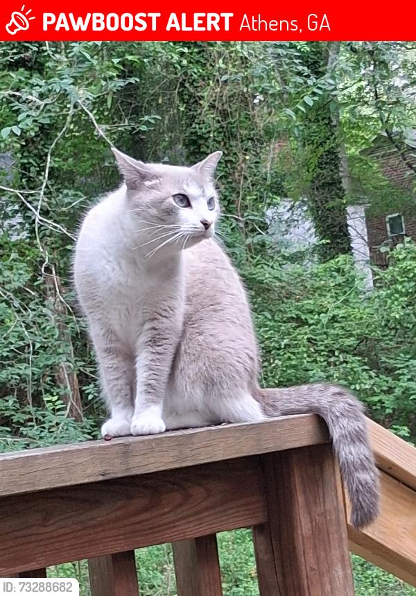 Lost Female Cat last seen Sleepy Creek Dr, Athens GA, Athens, GA 30606
