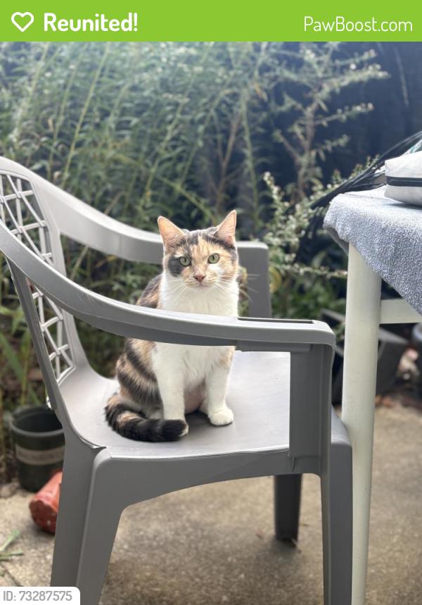 Reunited Female Cat last seen Summer Dr & Mill Bench Ct. between Olde Sawmill Elementary and Walmart, Columbus, OH 43016
