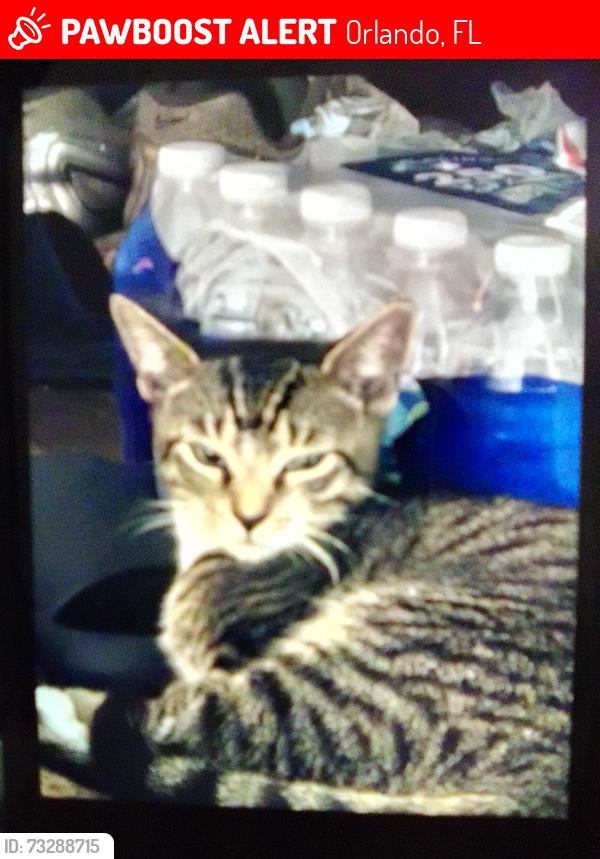 Lost Male Cat last seen Walmart and McDonald's, Orlando, FL 32810