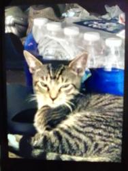 Lost Male Cat last seen Walmart and McDonald's, Orlando, FL 32810