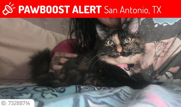 Lost Female Cat last seen Bayhead dr, San Antonio, TX 78220